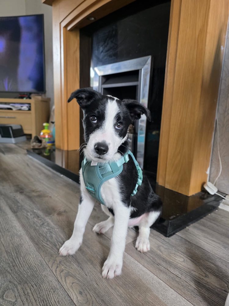 Black and white collie puppy in a harness sitting calmly, ready for Puppy Pathway puppy training