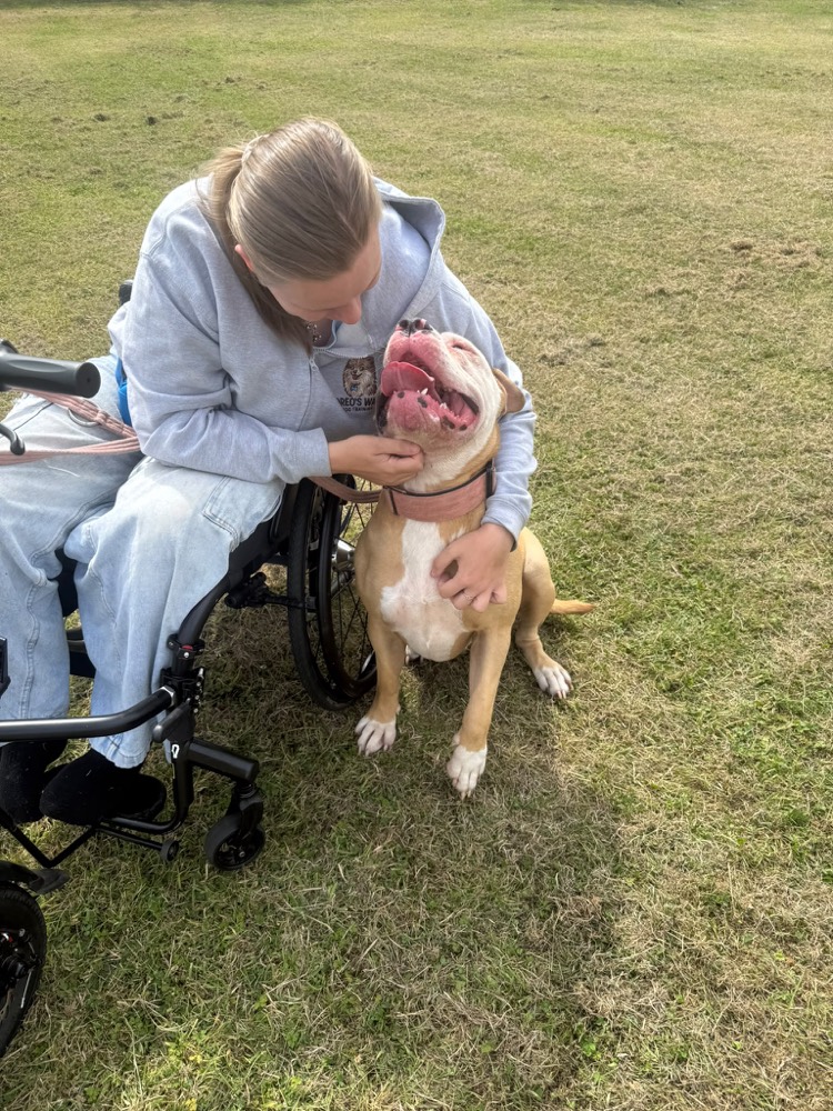 Dee getting to know a happy client dog during a consultation
