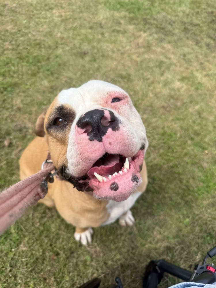 A dog looking up and focusing during a training session