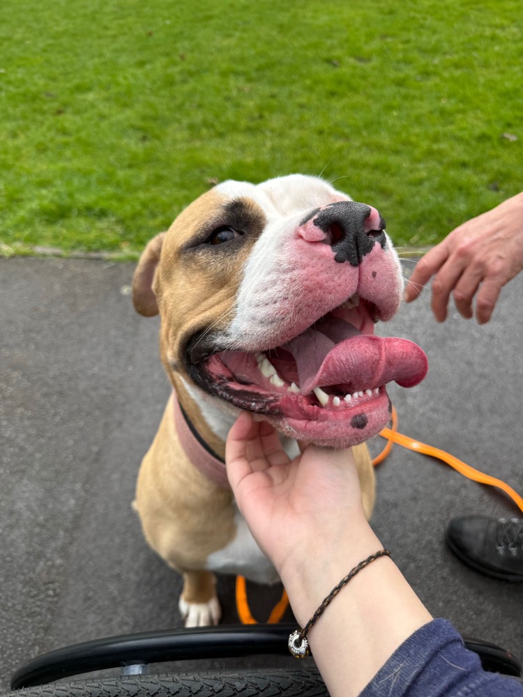 A smiling dog getting a chin scratch during a 1-1 training walk
