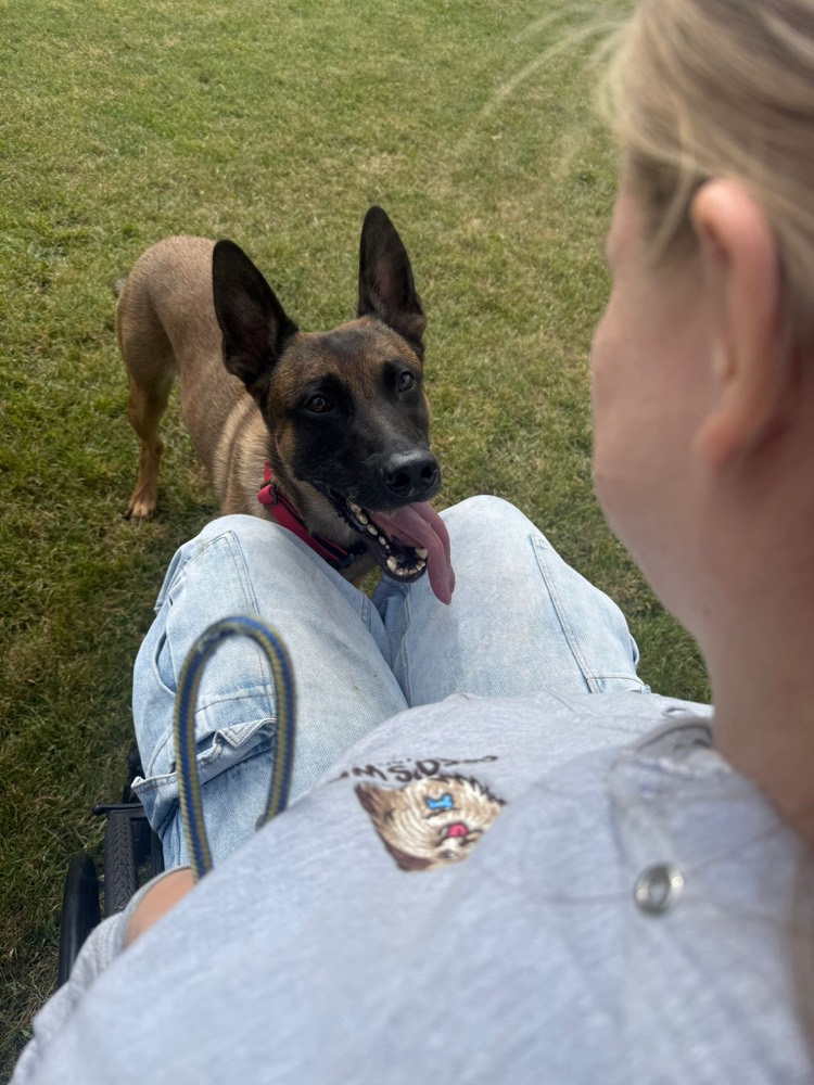 A Belgian Malinois giving Dee its full attention