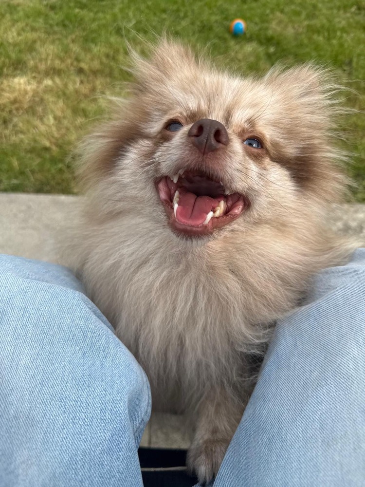 A happy Pomeranian looking up during training